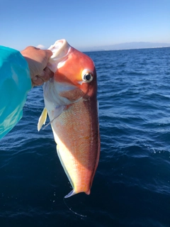 アマダイの釣果