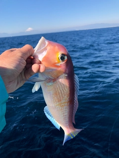 アマダイの釣果