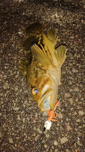 シマゾイの釣果