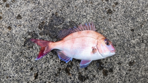 マダイの釣果