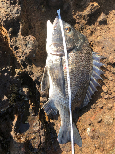 チヌの釣果