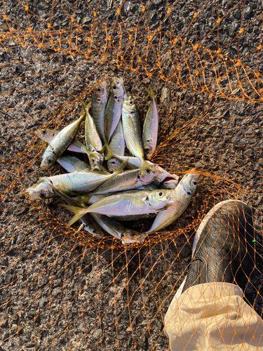 アジの釣果