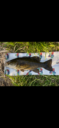 スモールマウスバスの釣果