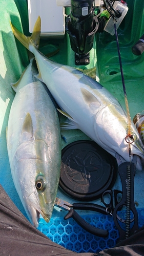 ヤズの釣果