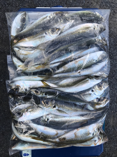 アジの釣果