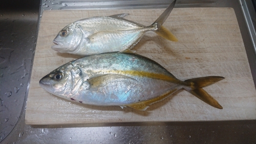 シマアジの釣果