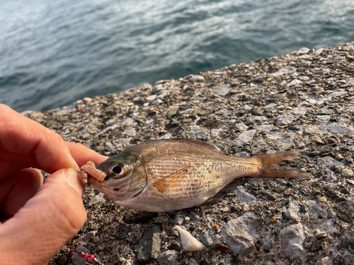 ウミタナゴの釣果