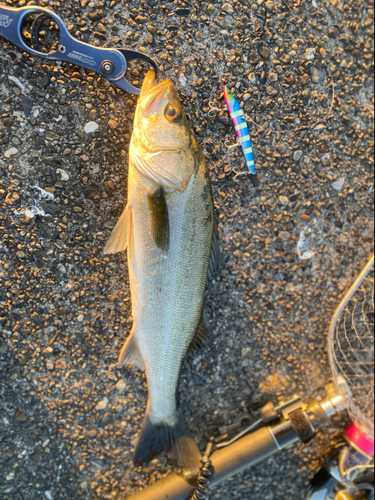 シーバスの釣果