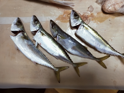 サバの釣果