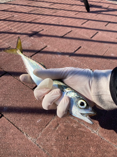 サバの釣果