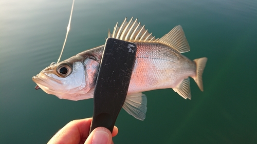 セイゴ（マルスズキ）の釣果