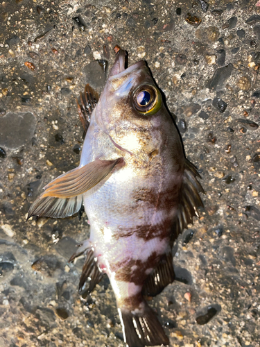 メバルの釣果