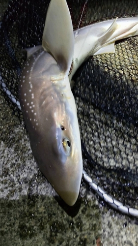 サメの釣果