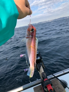 アマダイの釣果