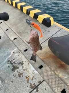 オオモンハタの釣果