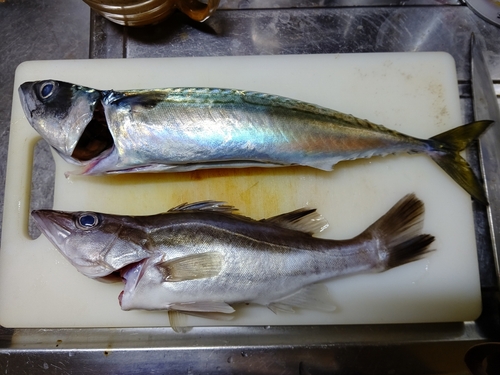 マサバの釣果