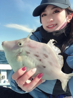 カワハギの釣果