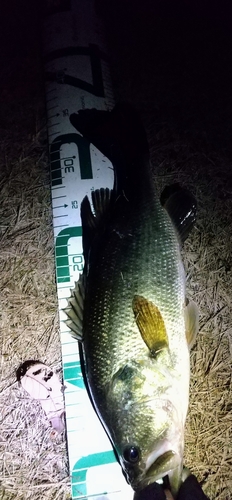 ブラックバスの釣果