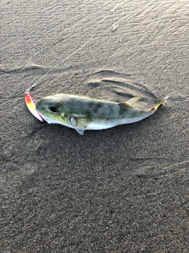 シロサバフグの釣果