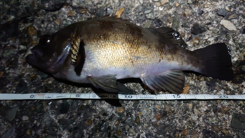 シロメバルの釣果