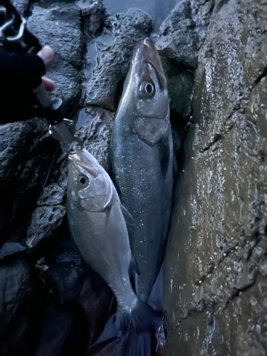 ヒラスズキの釣果