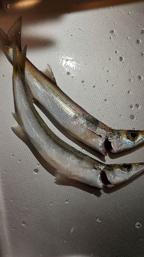 カマスの釣果