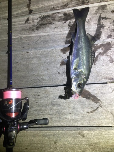 シーバスの釣果