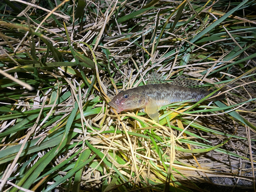 ハゼの釣果