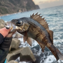 クロメバルの釣果