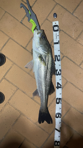 シーバスの釣果