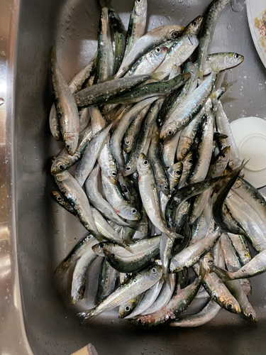 イワシの釣果