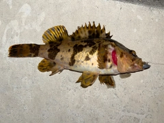 タケノコメバルの釣果