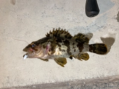 タケノコメバルの釣果