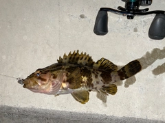 タケノコメバルの釣果