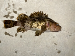 タケノコメバルの釣果