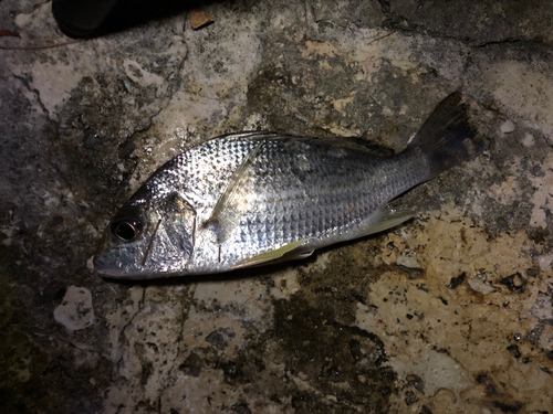 ホシミゾイサキの釣果