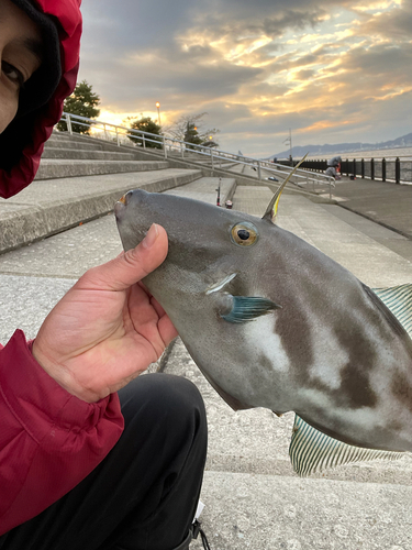 ウマヅラハギの釣果