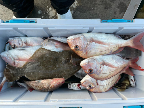 マダイの釣果