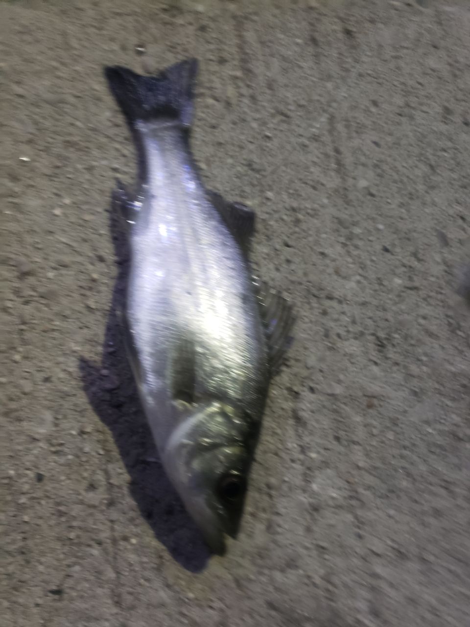 セイゴ（ヒラスズキ）