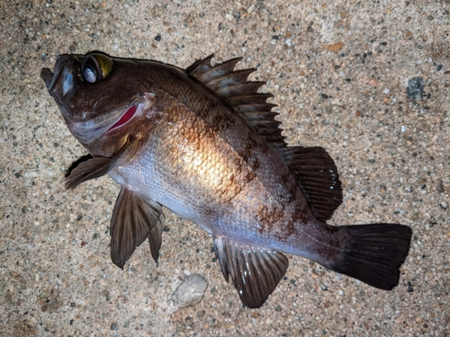 メバルの釣果