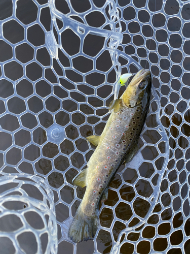 ブラウントラウトの釣果