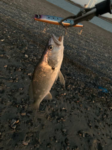 サワラの釣果