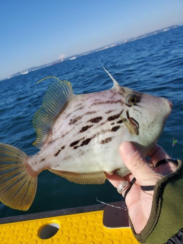 カワハギの釣果