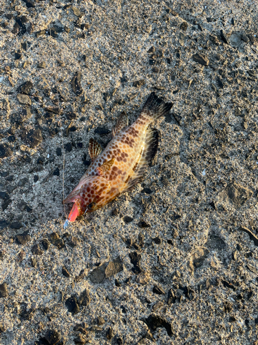 オオモンハタの釣果