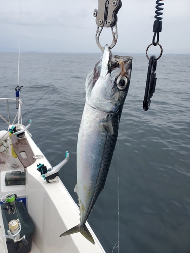 サバの釣果