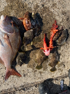 マダイの釣果