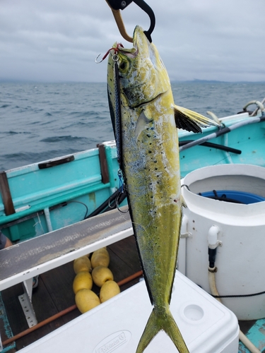 シイラの釣果