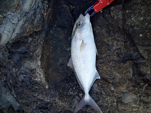 シオの釣果