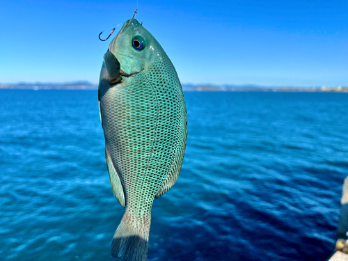 グレの釣果