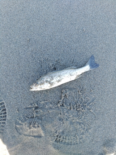 セイゴ（ヒラスズキ）の釣果